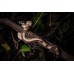 Boa constrictor Jungle